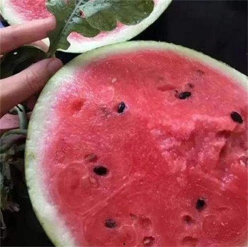 山西麒麟瓜今日行情