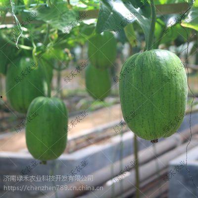 今日云南秋瓜行情如何了,丰收与市场的双赢