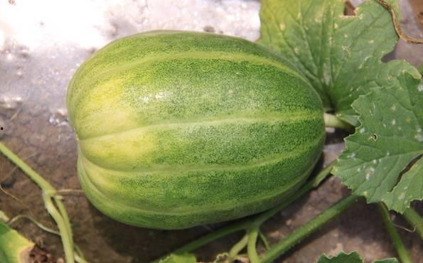 今日云南秋瓜行情如何了,丰收与市场的双赢