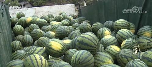 今日云南秋瓜行情如何了,丰收与市场的双赢