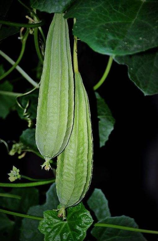 八棱瓜今日价格,市场行情一览”