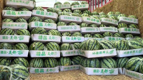 麒麟瓜今日零售价格查询,麒麟瓜今日零售价格一览