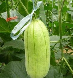 脆瓜今日价格行情最新