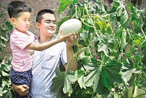 皋兰白兰瓜今日新闻