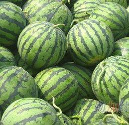 通海今日小瓜价格多少,行情波动，市民关注