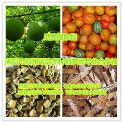 水瓜今日价格,波动解析与市场动态