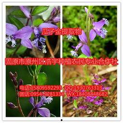 水瓜今日价格,波动解析与市场动态